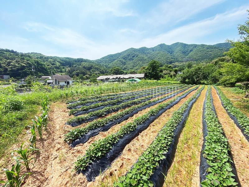 양평군 양서면 청계리 청계산 자락의 공기좋은 토지_4